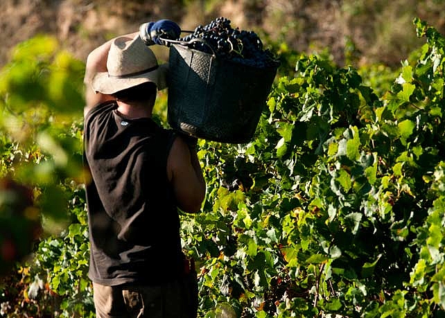 semaine-39-les-vendanges-642x459px